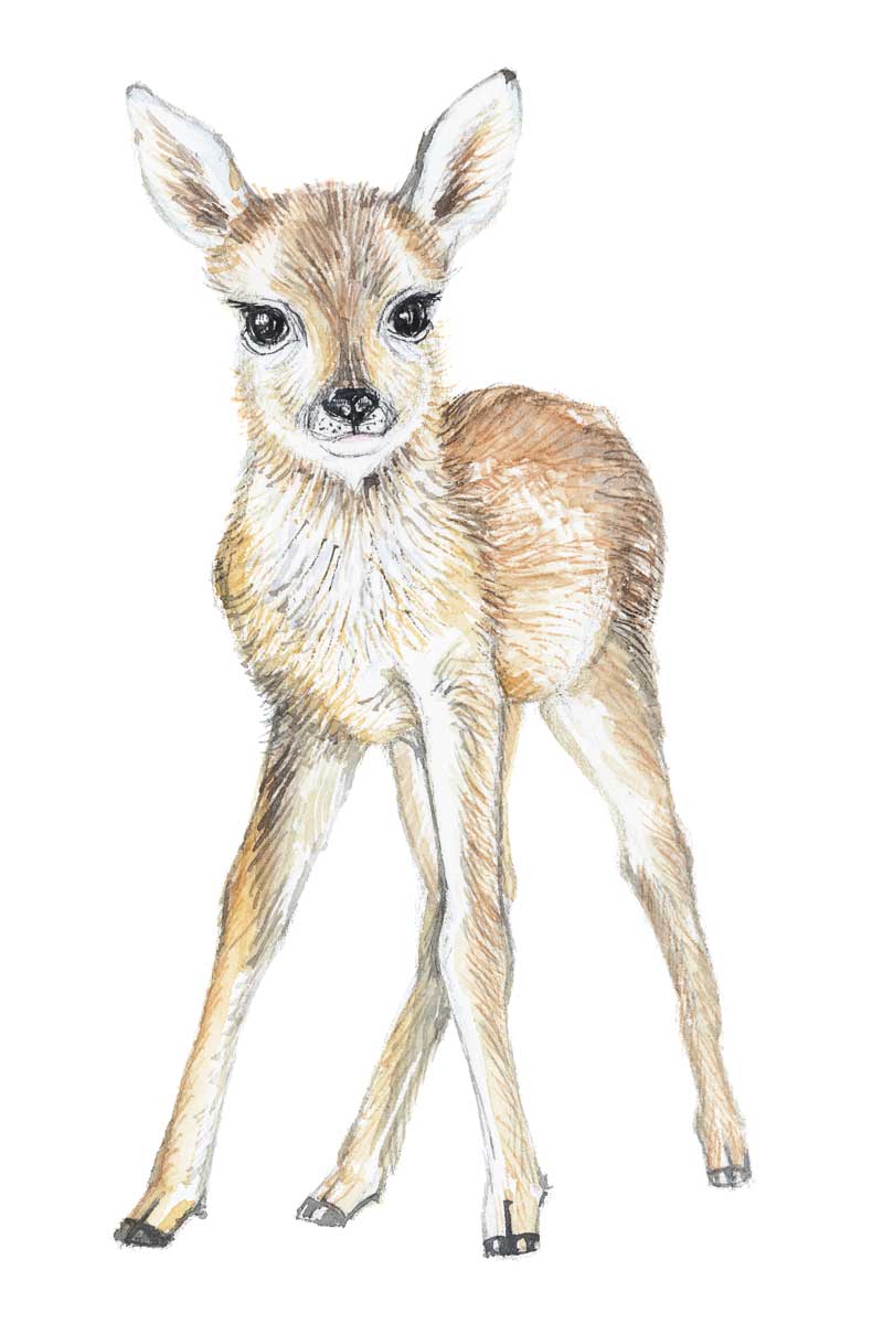 Baby Deer by artist  Elena Markelova
