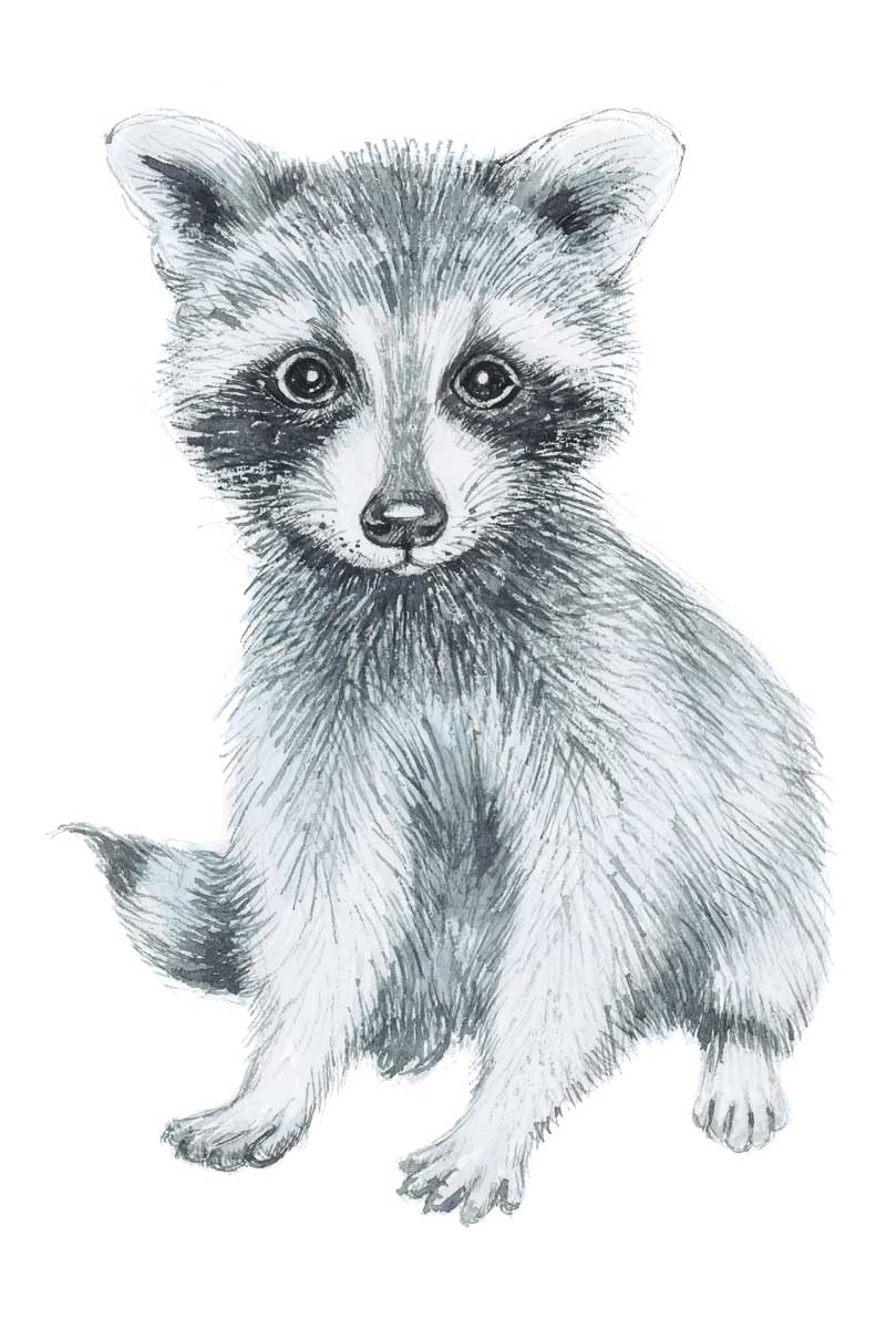 Baby Raccoon by artist  Elena Markelova