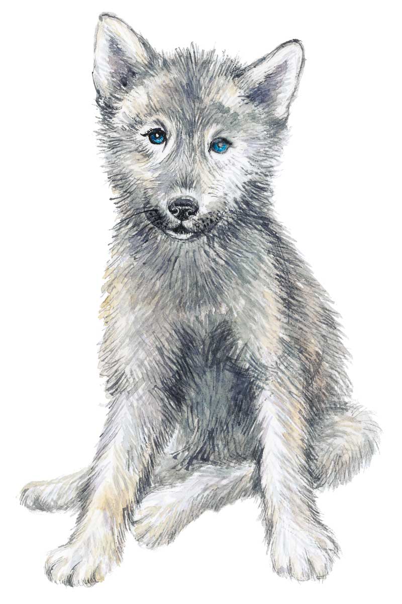 Baby Coyote by artist  Elena Markelova