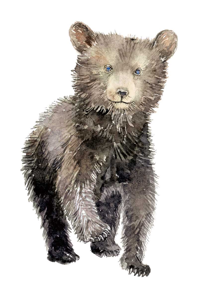 Baby Bear by artist  Elena Markelova