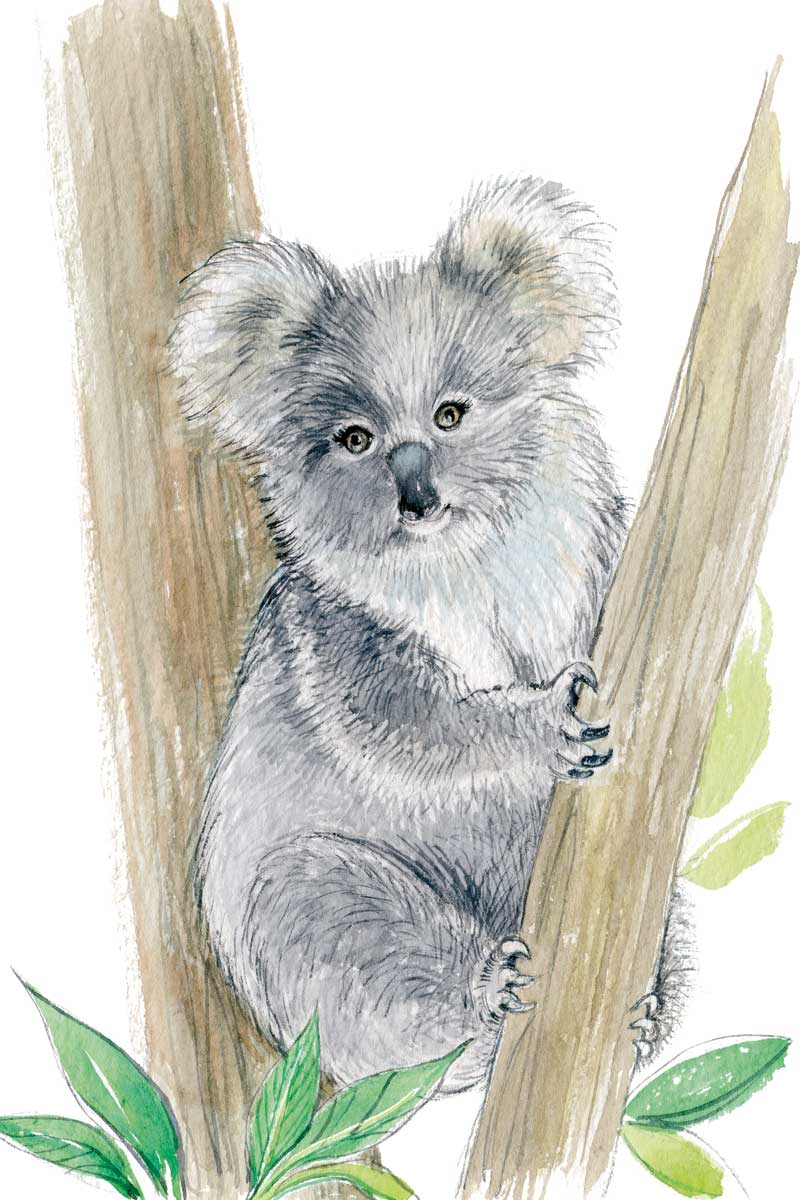 Baby Koala by artist  Elena Markelova
