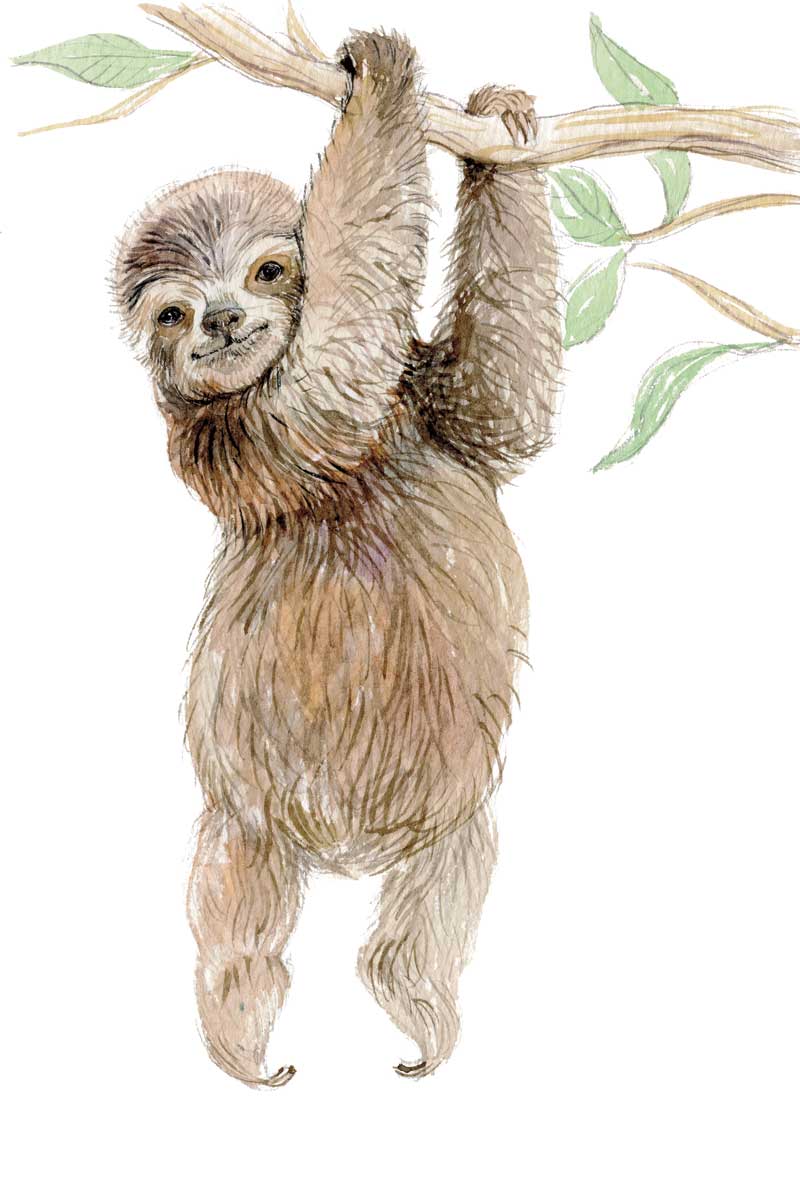 Baby Sloth by artist  Elena Markelova