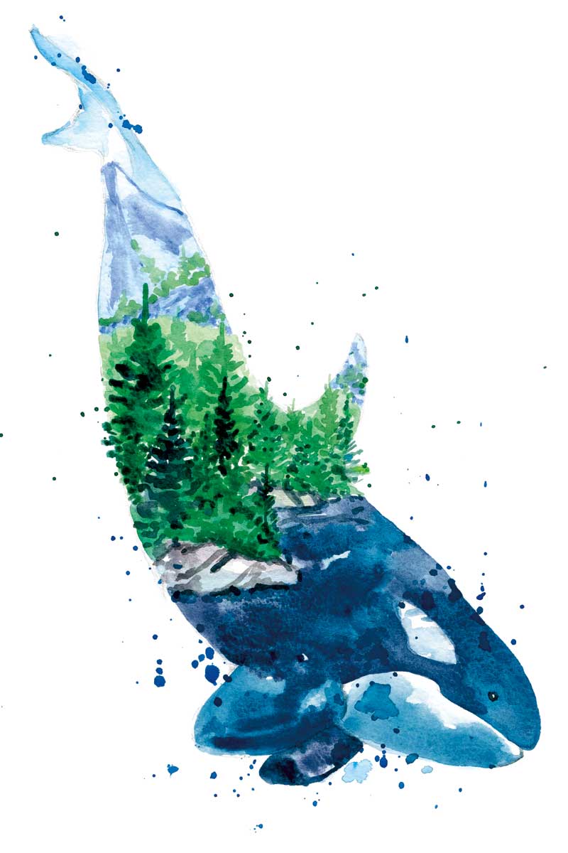 Orca by artist  Elena Markelova