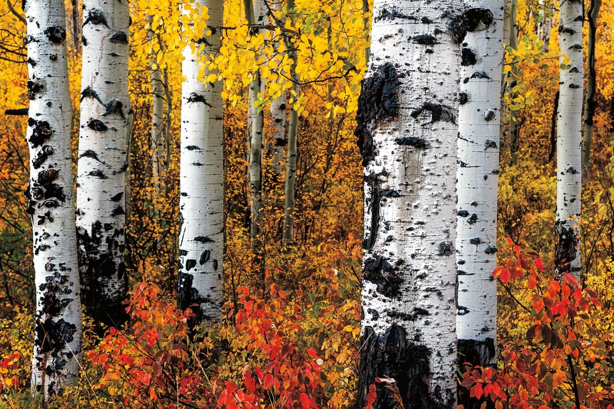 Band of Brothers by artist  Ken Smith