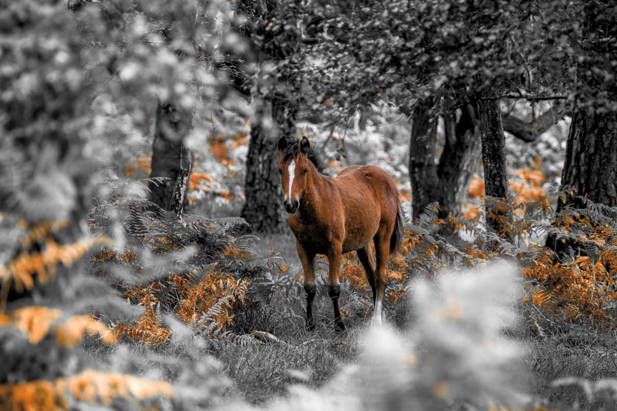 Horse Trails I by artist  Assaf Frank