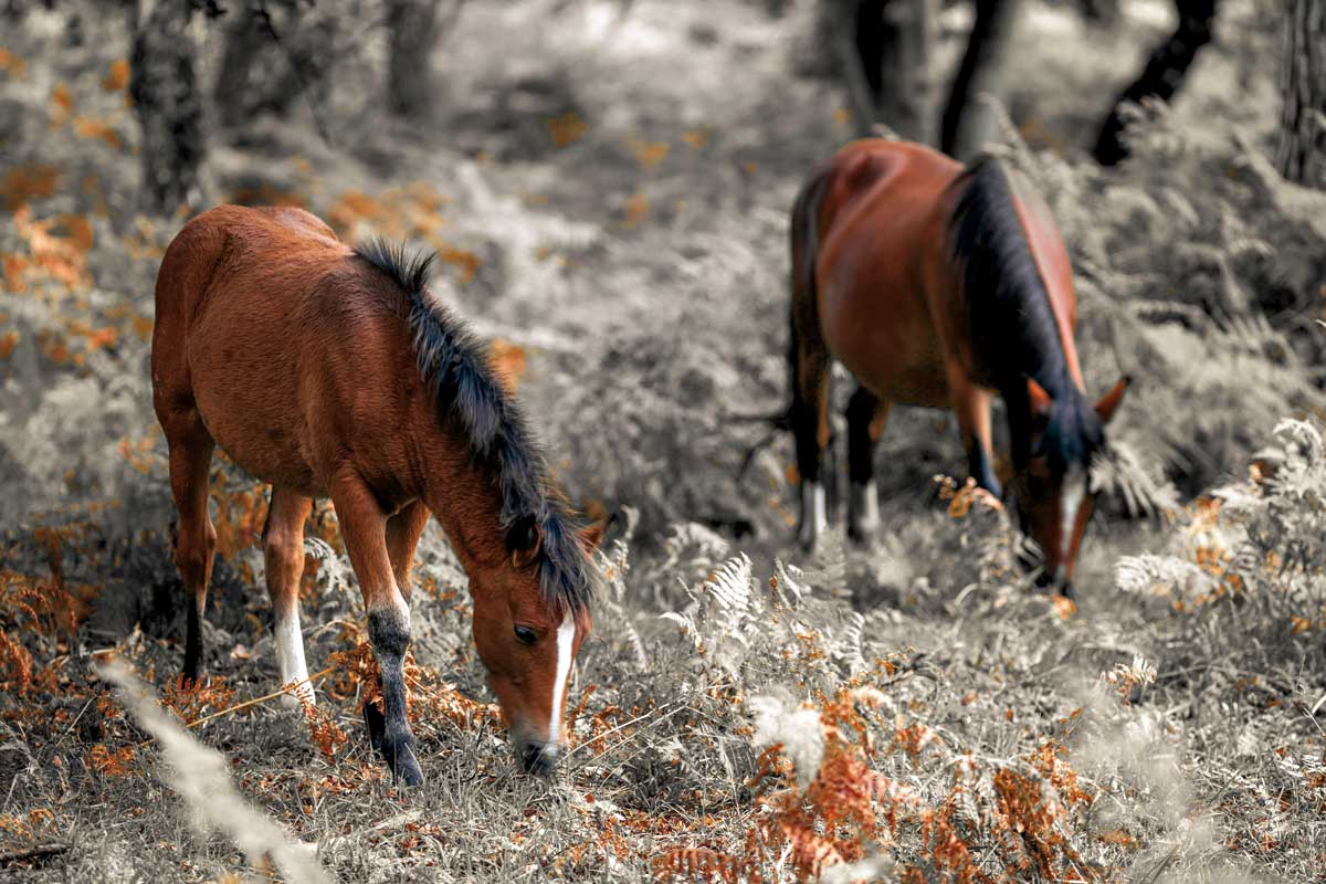 Horse Trails II by artist  Assaf Frank