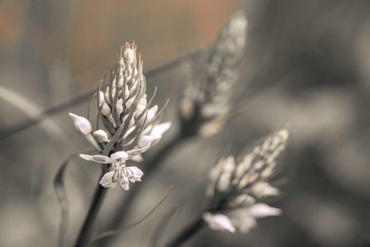 Up Close by artist  Assaf Frank