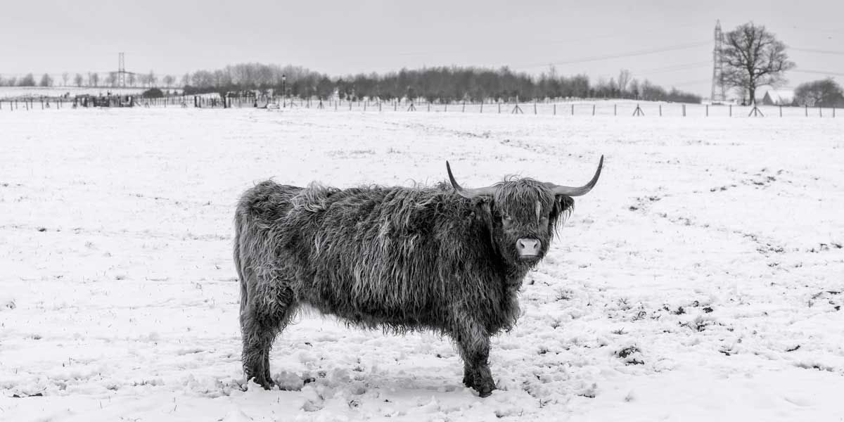Open Field by artist  Assaf Frank