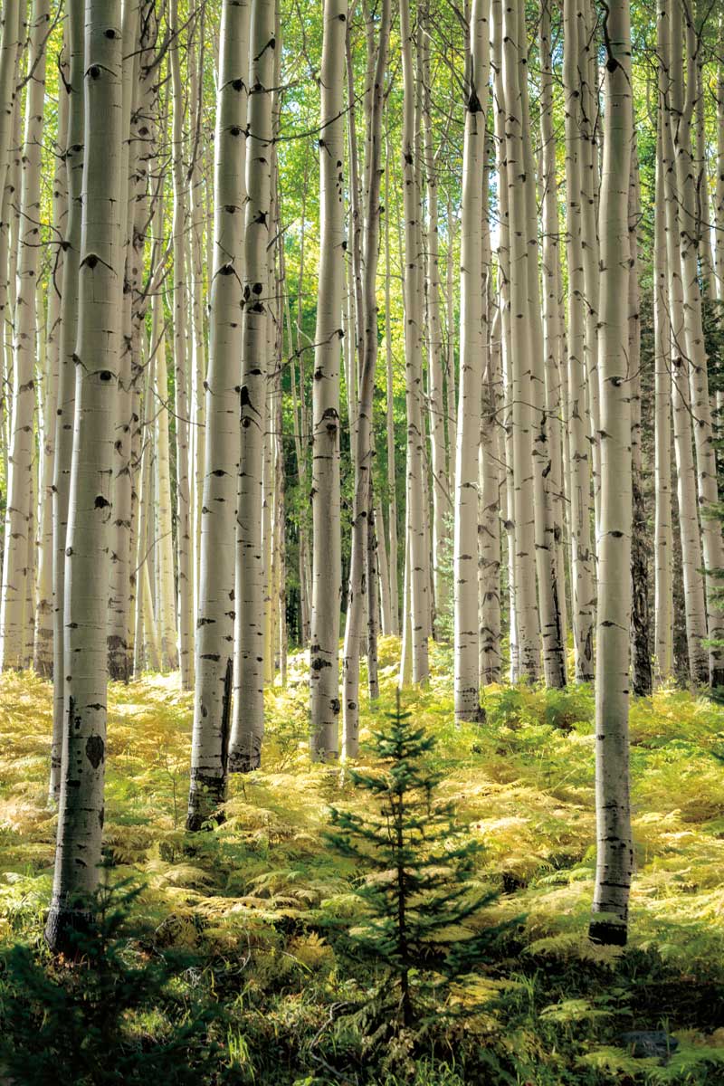 Small and Tall by artist  D. Burt