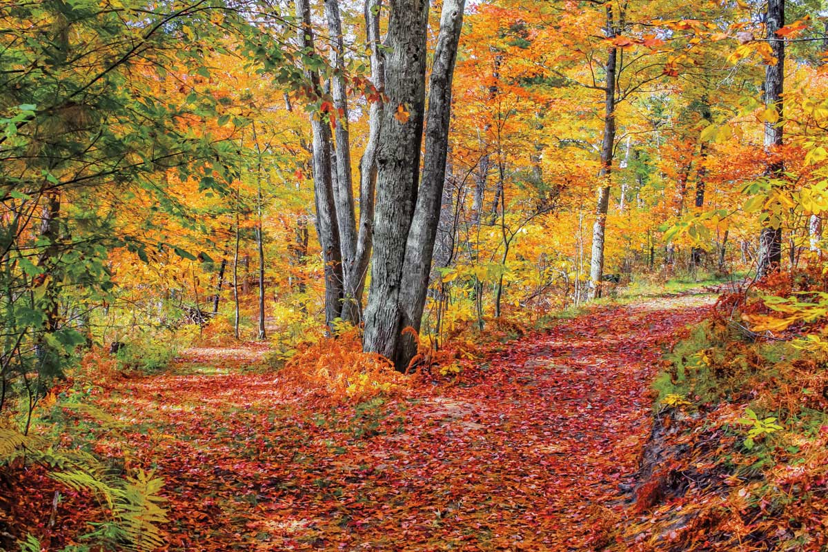 Full Path by artist  Gail Howarth