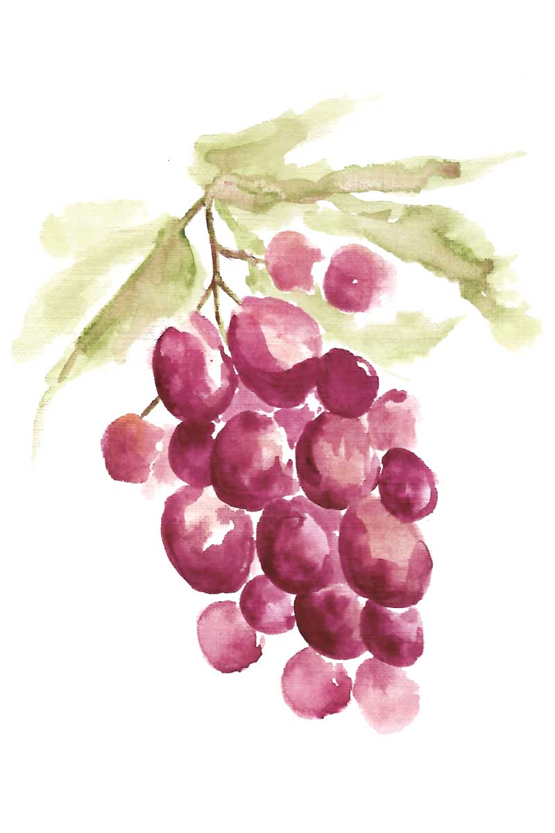 Botanical Berry by artist  Yvette St. Amant