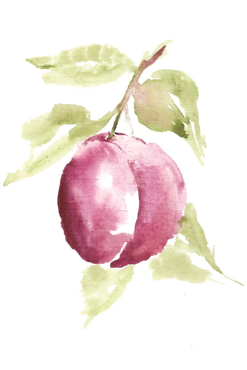 Botanical Plum by artist  Yvette St. Amant