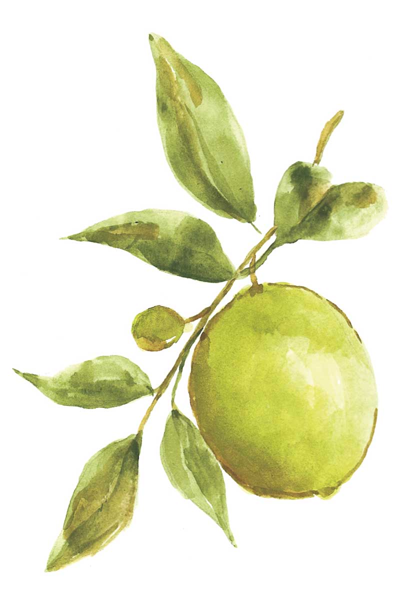 Farmhouse Kitchen II by artist  Yvette St. Amant