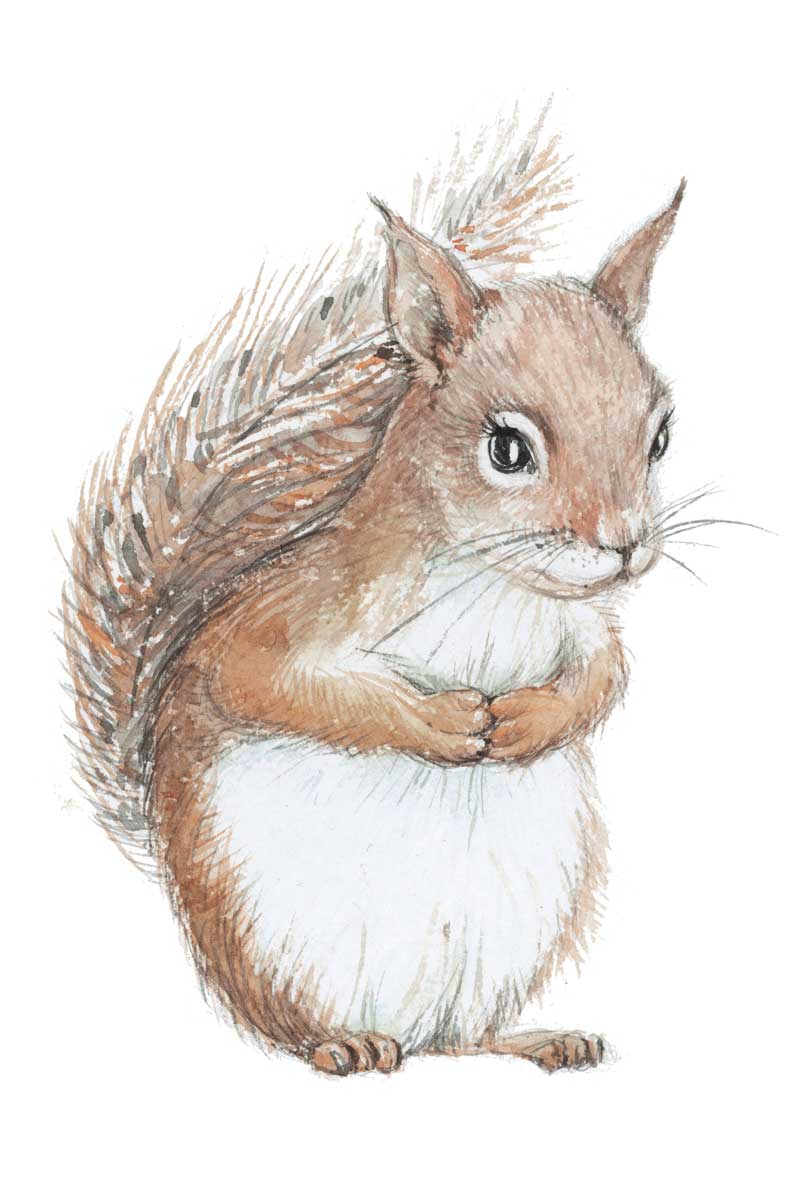 Baby Squirrel by artist  Elena Markelova