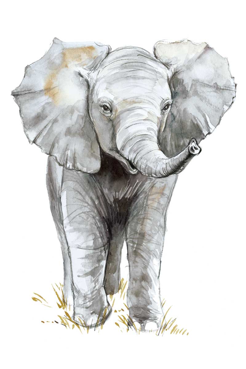 Baby Elephant by artist  Elena Markelova