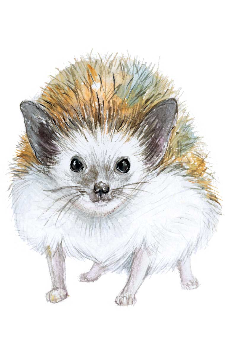 Baby Hedgehog by artist  Elena Markelova