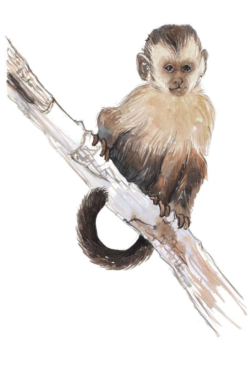 Baby Monkey by artist  Elena Markelova