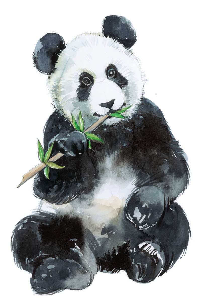 Baby Panda by artist  Elena Markelova