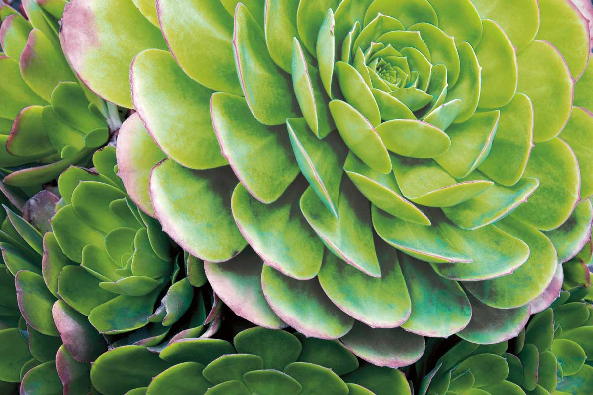 Garden Find I by artist  Dennis Frates