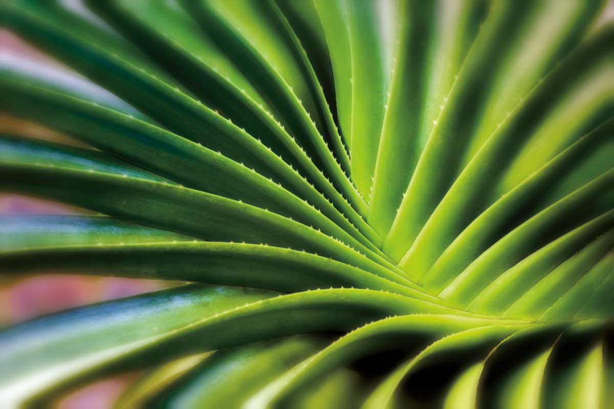 Garden Find II by artist  Dennis Frates