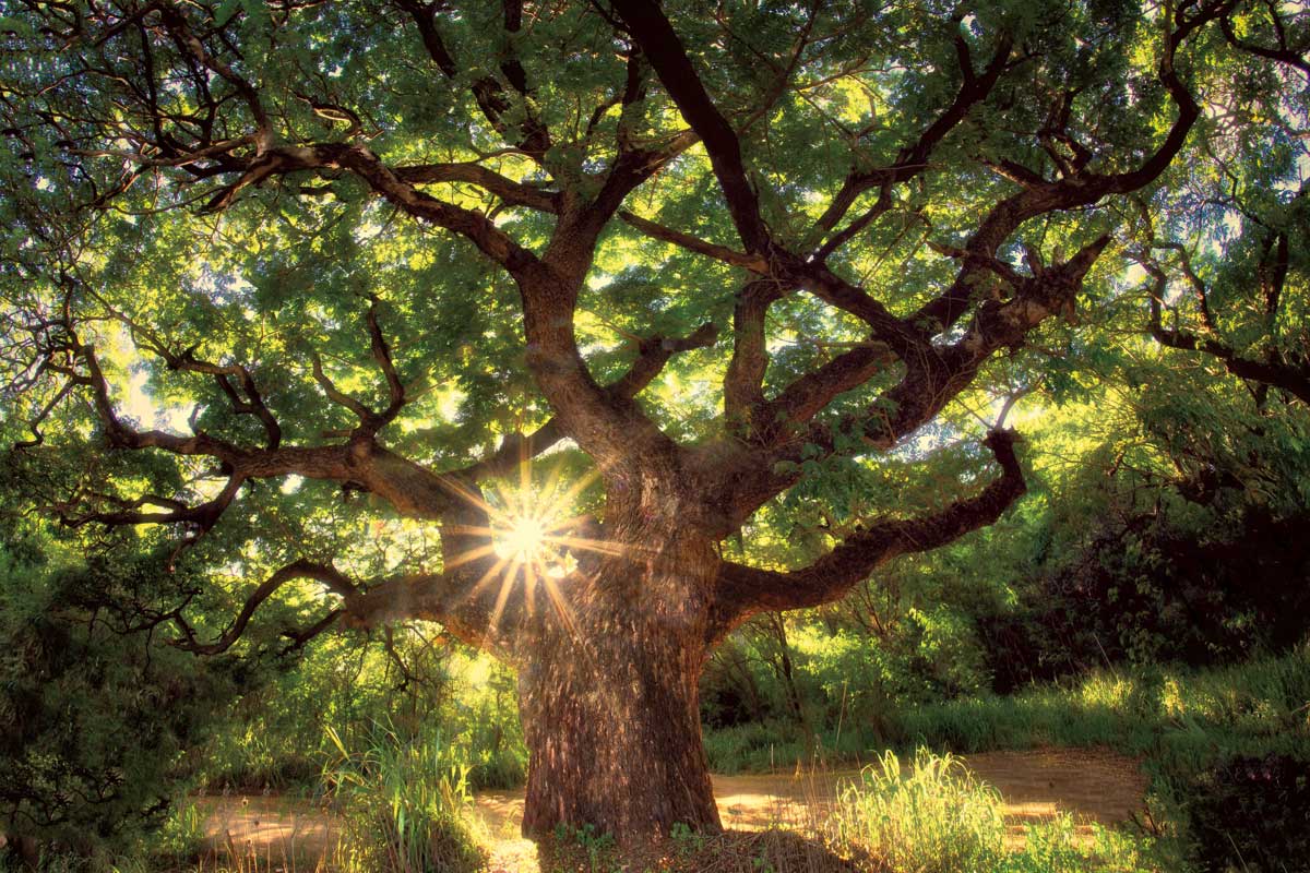 Shining Through by artist  Dennis Frates