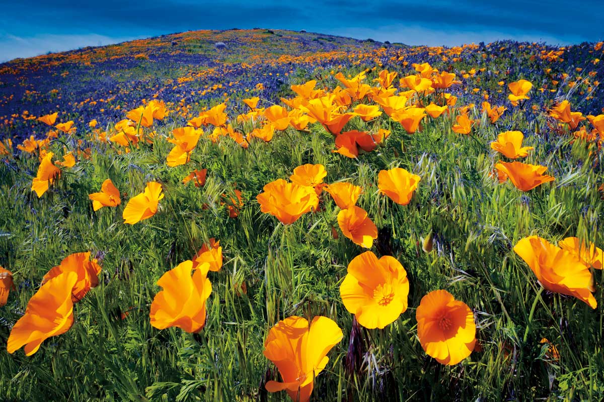 Poppy Field by artist  Dennis Frates