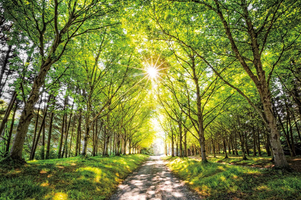 Sunshine and Shadows by artist  Celebrate Life Gallery