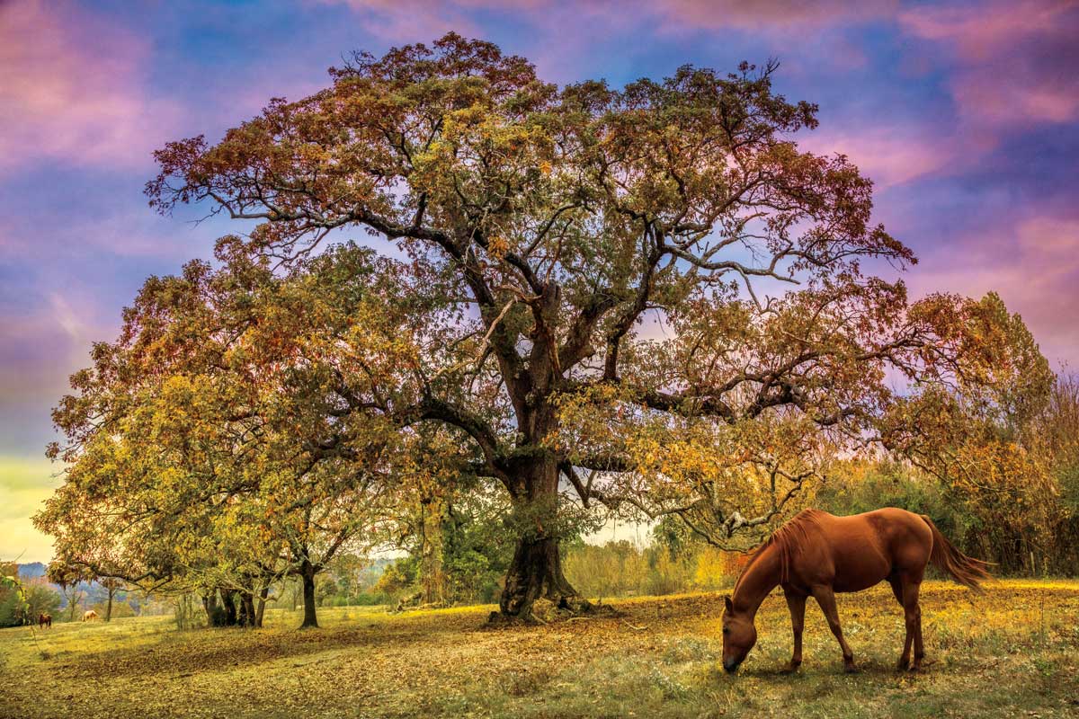 Under the Old Oak Tree by artist  Celebrate Life Gallery