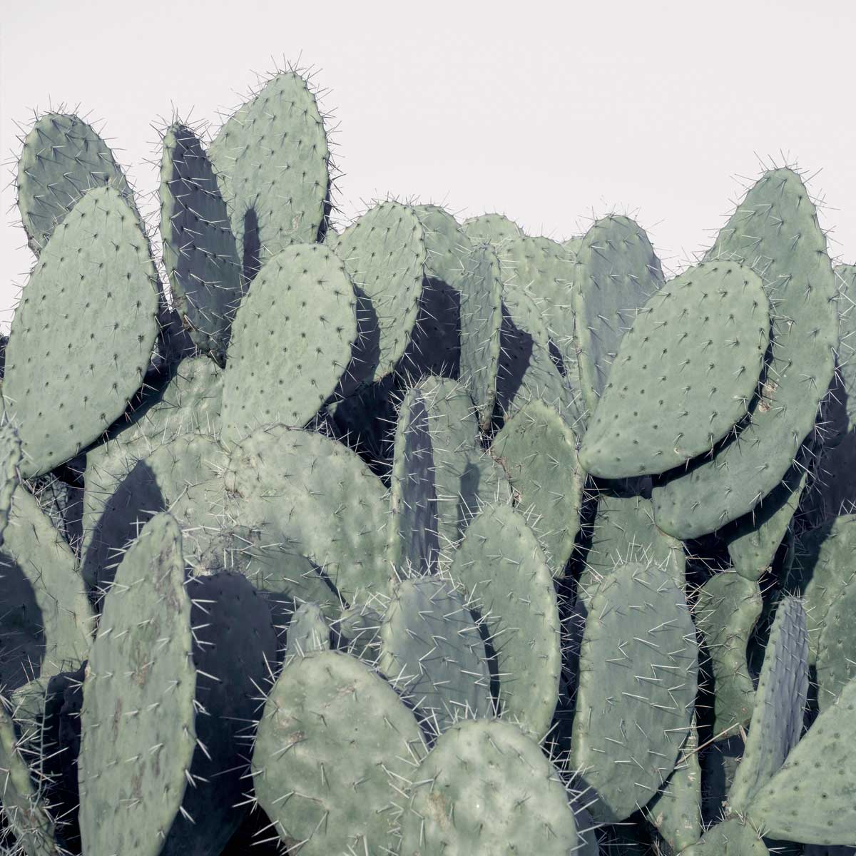 Cacti by artist  Assaf Frank