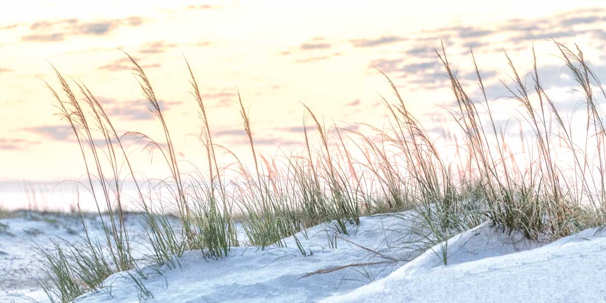 Sea Oats I by artist  D. Burt