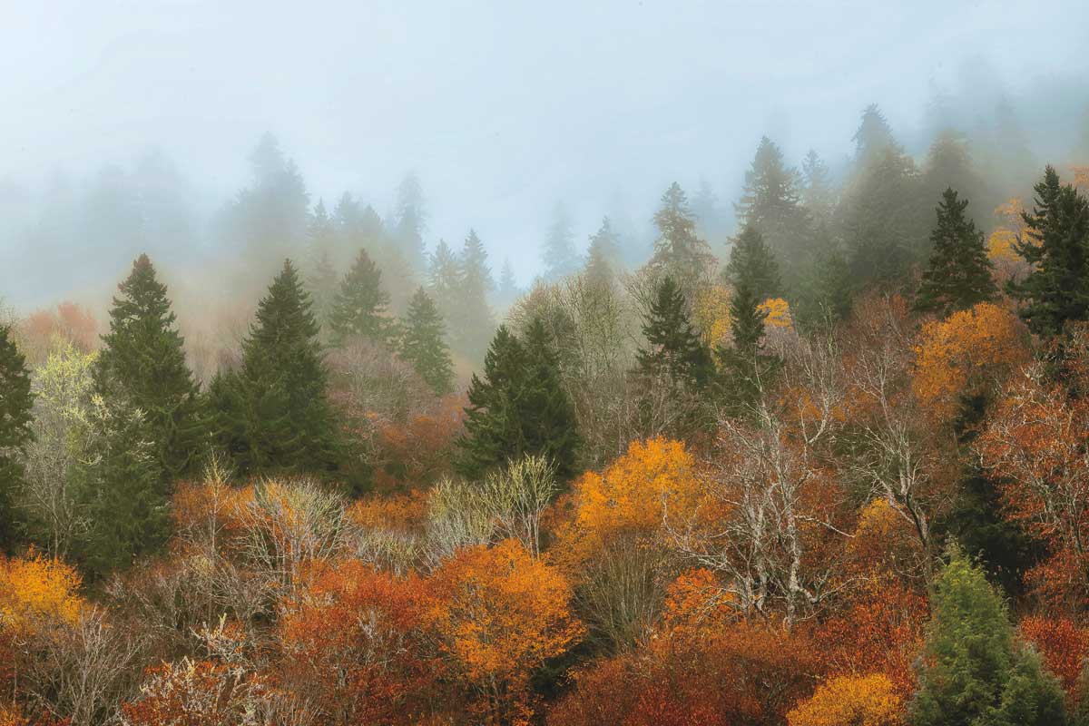 Autumn Mountain by artist  D. Burt