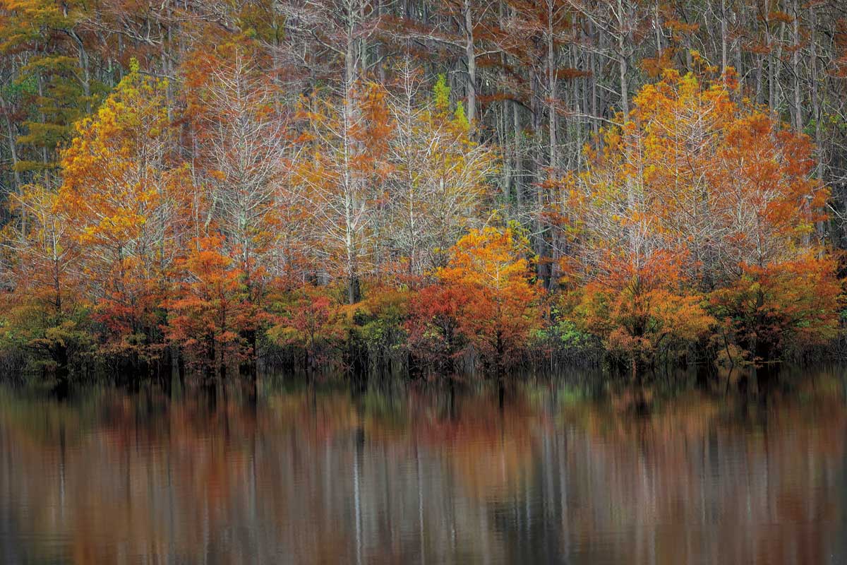 Autumn Cypress by artist  D. Burt