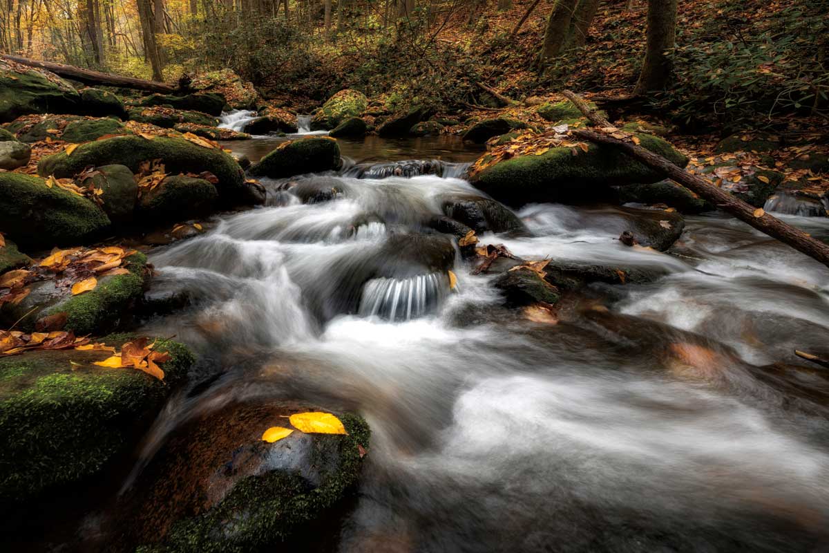 Fallen Leaves by artist  D. Burt