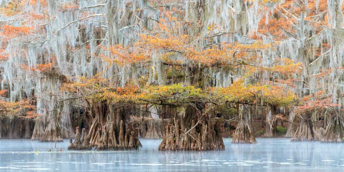 Bayou Colors by artist  D. Burt