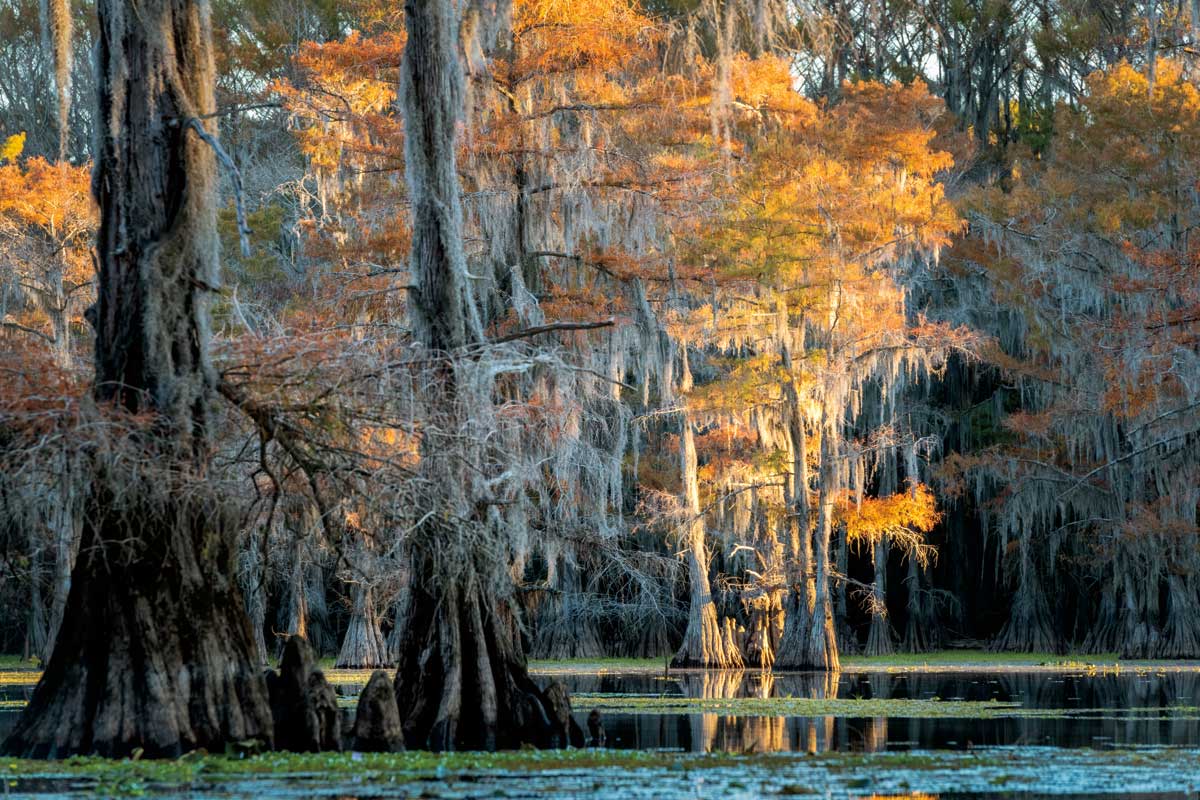 Soft Light II by artist  D. Burt