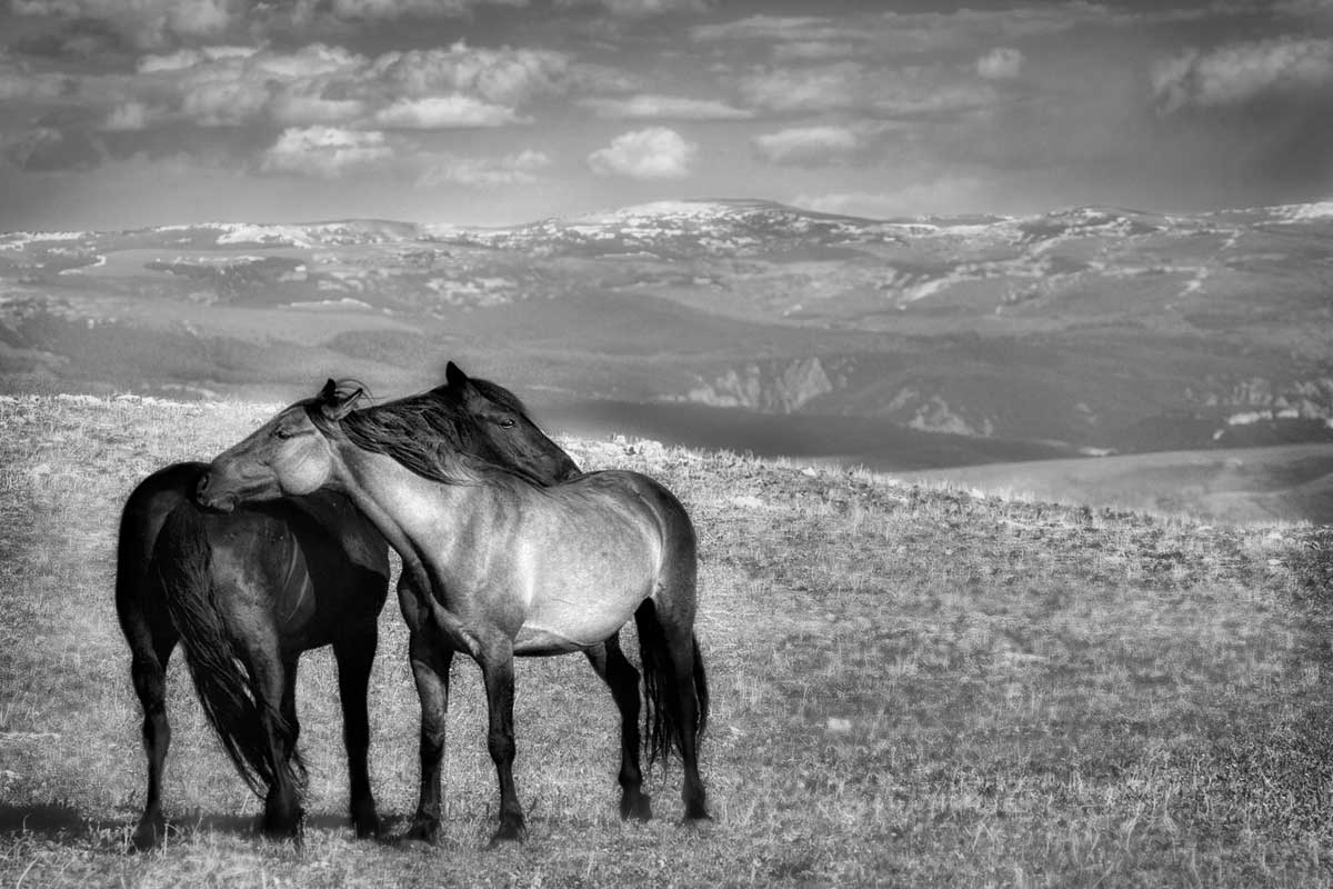 Focused by artist  Wendy Caro