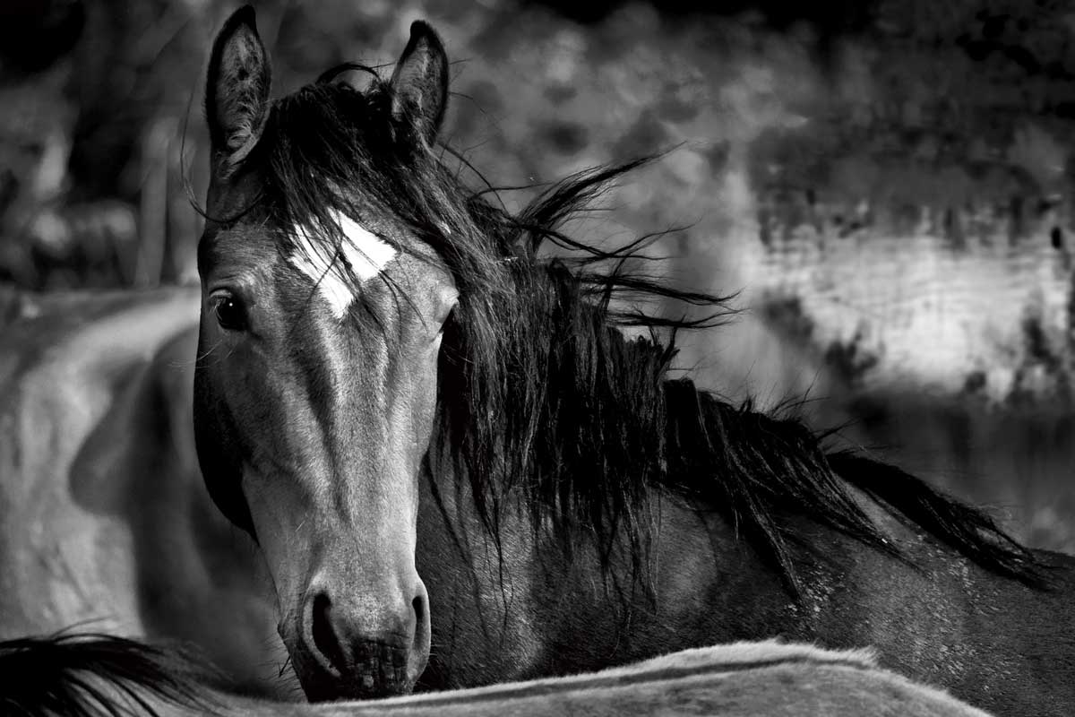 Watchful Presence by artist  Wendy Caro