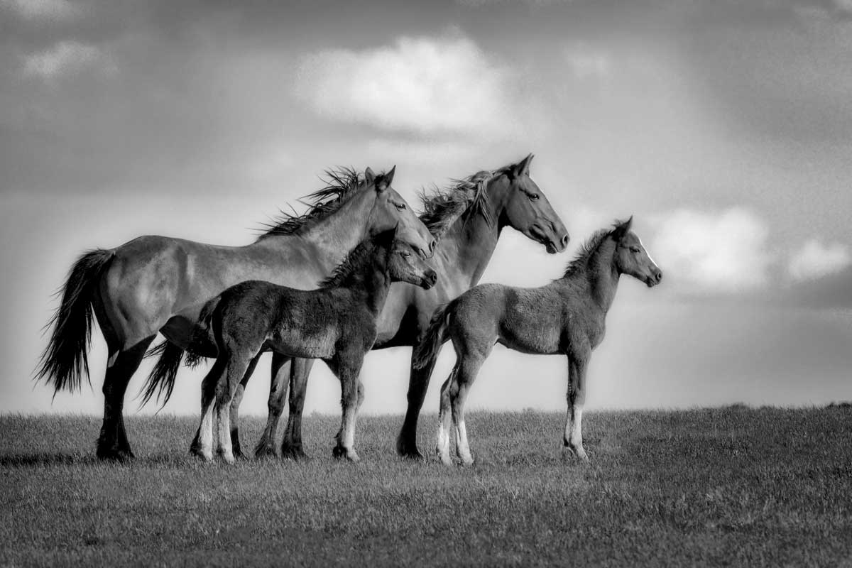 Babies on Board by artist  Wendy Caro