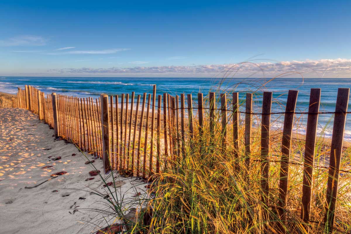 Wind Whipped by artist  Celebrate Life Gallery