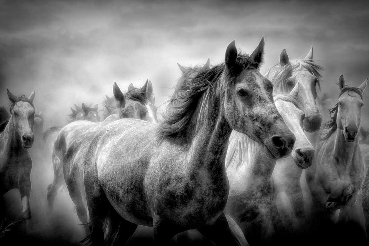 Sunset Wildfire by artist  Celebrate Life Gallery