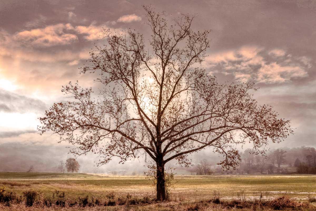 In the Light of the Full Moon by artist  Celebrate Life Gallery