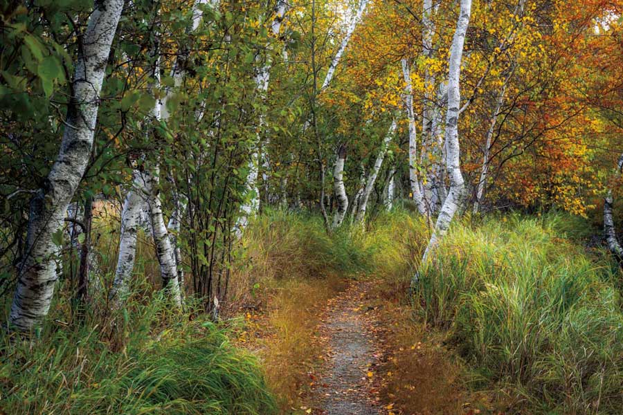 Walk in the Hemlocks by artist  D. Burt