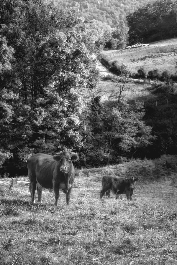 Moo by artist  D. Burt