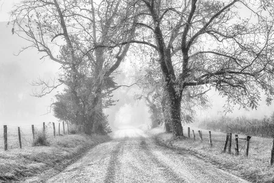 Morning Stroll by artist  D. Burt