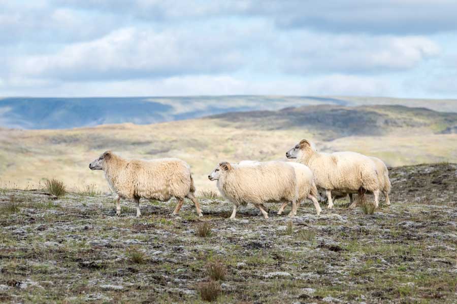 Three Friends by artist  D. Burt