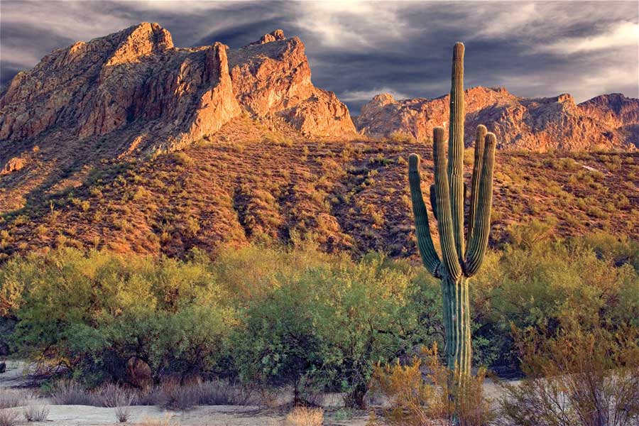 Tall and Strong by artist  Mike Jones