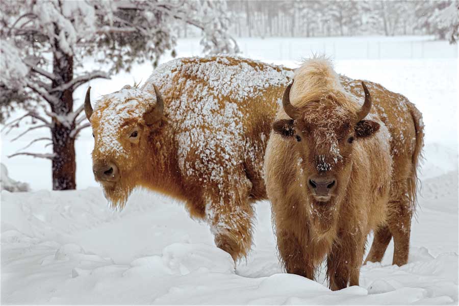 White Bison by artist  Mike Jones