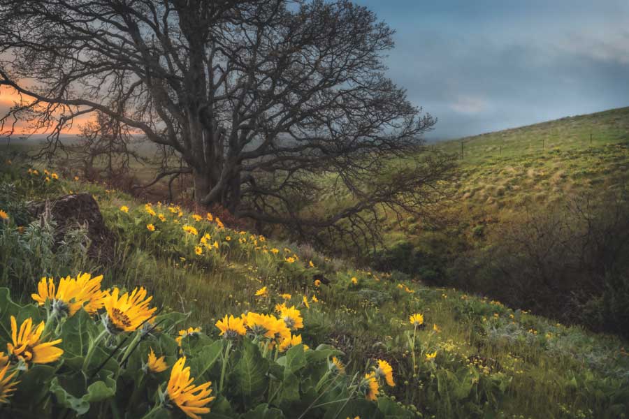 Hillside Oak by artist D. Burt