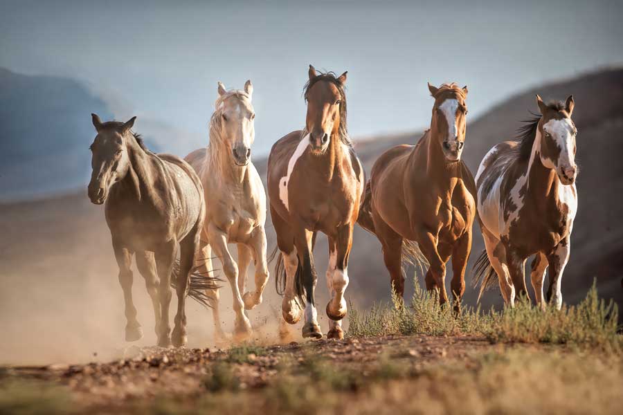 Stampede by artist Wendy Caro