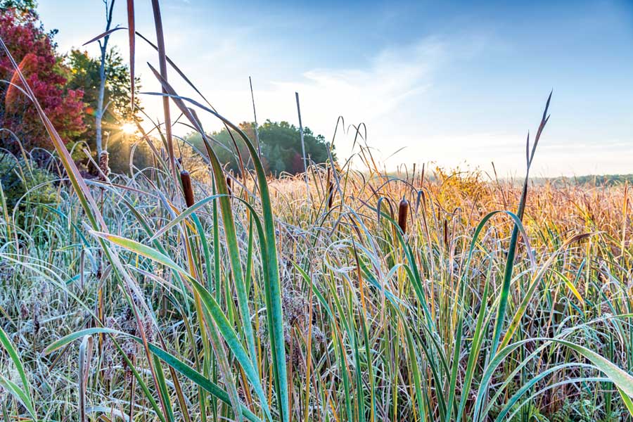 Grassy Fields by artist Gail Howarth